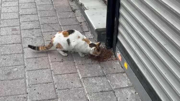 <p>Mamaların dağıldığını gören pet shop sahipleri aynı noktaya yine mama koyarak kedileri beslemeye devam etti.</p>