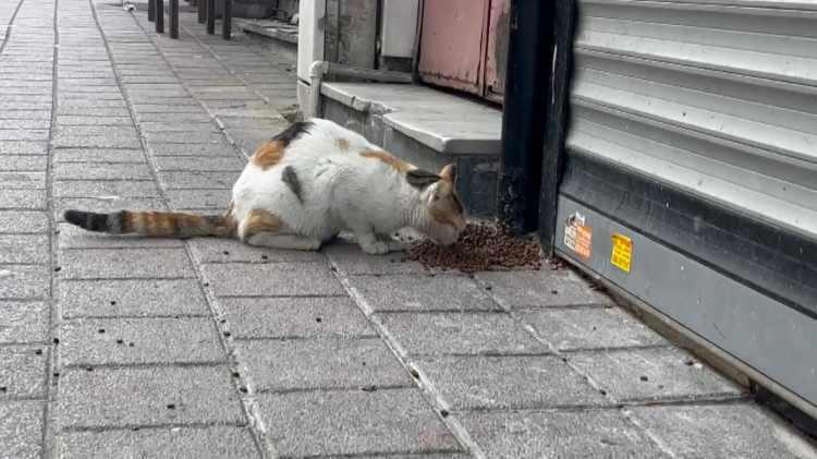 <p><strong>"Biz sokak kedilerini düzenli olarak burada besliyoruz. Bu mahallede hayvan sevmeyenler var. </strong></p>