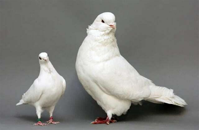 <p><span style="color:#B22222"><strong>- Güvercinler:</strong> <strong>Sabırlı ve Diplomatik</strong></span></p>

<p><strong> </strong></p>

<p>İlk bakışta eğer <strong>güvercinleri</strong> gördüyseniz, bu sizin zorluklarla başa çıkma şeklinizin <strong>sabır</strong> ve <strong>diplomatik ilişkiler</strong> kurmak olduğunu söylüyor. Empati kurabilen, <strong>adaletli çözümler üreten</strong> bir yapıya sahipsiniz. Çoğu zaman karşılaştığınız zorlukların üstesinden <strong>tek başınıza gelmek yerine</strong>, bir <strong>ekip çalışması</strong> içerisinde olmayı yeğlersiniz. Problemleri çözerken mükemmel bir denge kurar ve kişinin sesini duyurmayı başarırsınız.</p>
