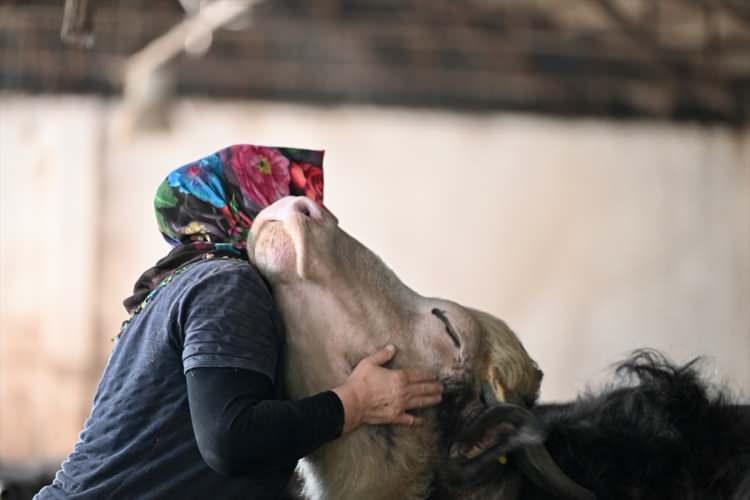 <p>Düzce'de yaşayan  Fatma Mutlu (46) eşinin bir gün 4 manda alarak kendisine <strong>"Bunları sağabilir misin?"</strong> diye sorduğunu söyleyerek besiciliğe adım attığı ve devletten aldığı destekle 10 dönümlük bir çiftlik kurduğunu aktardı. </p>
