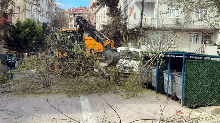 <p>Avcılar İlçe Tarım Müdürlüğü, İstanbul Büyükşehir Belediyesi ve Avcılar Belediyesi ortak saha çalışması yaparak tespit edilen, böceğin kısmen veya tamamen kuruttuğu 23 ağaç işaretlendikten sonra iş makineleri ile köklerinden söküldü. </p>
