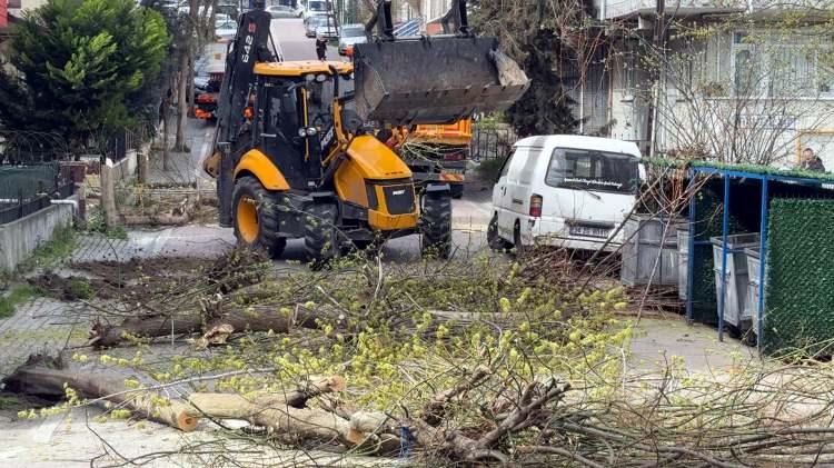 <p>Ağaçların dikili olduğu yerler zararlının çoğalma veya yayılma olasılığı göz önüne alınarak beton ile kapatıldı. </p>