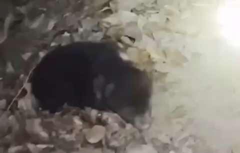 <p>İşçiler, durumu Tarım ve Orman Bakanlığı'na bağlı Doğa Koruma ve Milli Parklar Genel Müdürlüğü’ne (DKMP) bildirdi. </p>