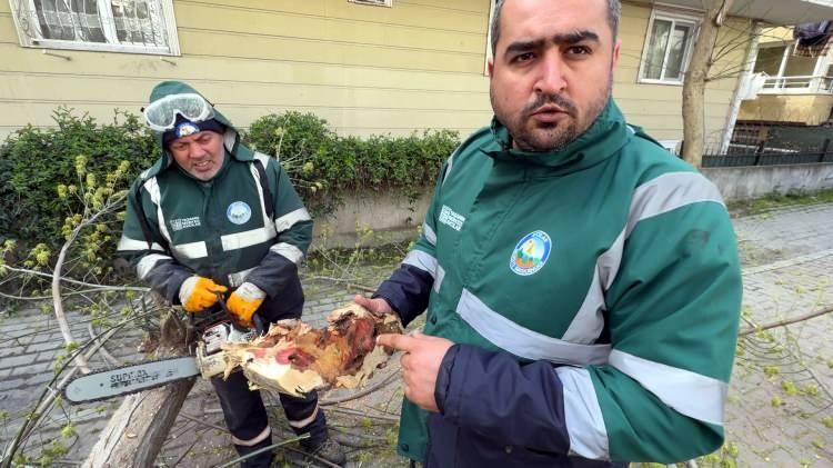 <p>İlaçlamanın etki etmediği, böceğin kuruttuğu tespit edilen ağaçların kökünden sökülerek parçalandığı ve ardından imha edilerek hiçbir alanda kullanılamadığı öğrenilirken bakanlığın 'kırmızı listesinde' yer alan bu zararlıya karşı izlenecek yöntemlerin 2014 yılında Resmi Gazete 'de yayımlanarak yürürlüğe girdiği belirtildi.</p>