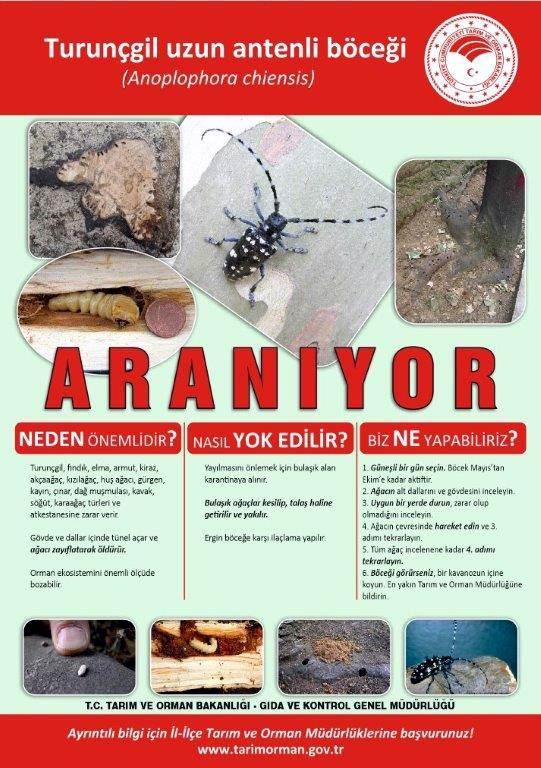 <p>Tarım ve Orman Bakanlığı'nın 'Aranıyor' başlığıyla 'Kırmızı bülten' hazırlayarak uyardığı; Türkiye'de az sayıda rastlanan ancak karantinaya tabi tutulan ve ağaçların ölümüne yol açan 'Turunçgil Uzun Antenli Böceği' (Anoplophora Chiensis) Avcılar'daki bazı ağaçlarda tespit edildi.</p>