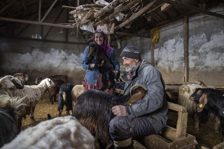 <p>Ahırlardaki kapıların açılmasıyla sürünün içine karışan oğlak ve kuzular, kısa sürede annelerini koku ve seslerinden bulup emdikleri sütle besleniyor.  </p>

