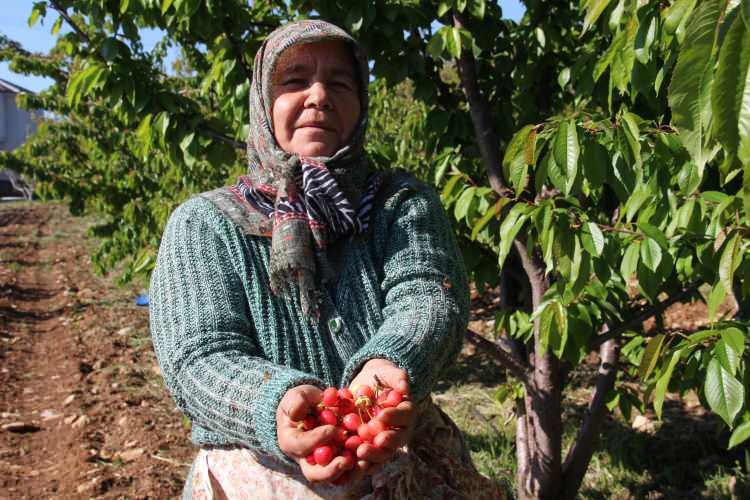 <p>Sancaklıbozköy Mahallesindeki Kiraz Pazarında yapılan açık artırmayı ise Manisa İl Tarım ve Orman Müdürü Metin Öztürk başlattı.</p>