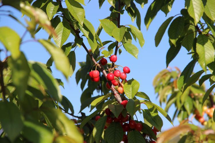<p>Bölgede ilk ürünleri getiren 4 üreticinin toplam 50 kilogram kirazı kilosu 3 bin 500 TL'den Barış Akay adlı tüccar tarafından alındı. </p>