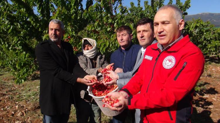 <p>Manisa Tarım ve Orman İl Müdürü Metin Öztürk ise şunları söyledi:</p>
<p><strong>"Manisa gene bir geleneği daha bozmadı. Kuzey Yarımküre'nin açık alanda ilk kirazını 13 Nisan tarihi itibariyle hasadını gerçekleştiriyoruz. Yaşadığımız 10, 11, 12 Nisan tarihlerindeki don afetleri hakikaten tüm Türkiye'de tarımsal anlamda çiftçilerimizi üzdüğü gibi bakanlık olarak bizleri de derinden üzmüştü. Ama bir taraftan da üretim devam ediyor. Gördüğünüz gibi şu anda Sancaklı bölgesindeyiz. Bir taraftan da Kuzey Yarımküre'nin açık alandaki ilk kirazını çıkarmanın da mutluluğunu yaşıyoruz. İnşallah don afetinden dolayı olan yaralar da en kısa sürede sarılacak. Tabii bununla beraber Manisa 2 milyon 800 binden fazla bir kiraz ağacı varlığına sahip. Alan anlamında Türkiye'de üretim alanı anlamında ikinci konumda olan bir şehiriz. Ama malumunuz olduğu üzere bu erkencilik durumu bizim kirazımızı katma değerli hâle getiriyor ve ihracatta da talep konusu ediyor. Dolayısıyla burada ben üreticilerime hem teşekkür ediyorum, hem tebrik ediyorum. Bu ürünü 13 Nisan'da çıkarmak kolay değil. Sağlıklı bir şekilde arkamızda da gördüğünüz gibi kirazı yetiştirerek bugün hasada getiren tüm çiftçilerimize en kalbi şükranlarımı sunuyorum. İnşallah bereketli bir sezon geçireceğiz ve katma değerli bir şekilde de dünyanın dört bir tarafına kirazımızı, erkenci kirazımızı da ihraç etmiş olacağız. Manisa kirazda 46 bin ton üretim gerçekleştiren bir şehir. Sancaklı bölgesinde yani merkeze yakın bölgede başlayan hasat uzun bir süre yaklaşık 2 ay sonra Demirci'de devam eder. Dolayısıyla uzun bir periyotta da kiraz hasadı devam eden bir ildeyiz. İlk hasadı bugün gerçekleştiriyoruz. Son hasadı da gene Demirci ilçemizin en yüksek yerlerinde yapmış olacağız. Bugünkü bu hasatla beraber kirazla ilgili hasat süreci de başlamış oldu. Kirazda erkencilik, her zaman kazanç anlamında çiftçimize her zaman daha fazla gelir getiren bir durumdur. O yüzden biz erkenciliği önemsiyoruz. Erkencilik ürünlerin, daha iyi fiyattan satılmasını sağlar ve çiftçimizi de memnun eder. Erkencilik her zaman avantajlıdır. Bu bölgede bu anlamda kıymetli bir bölge."</strong></p>
