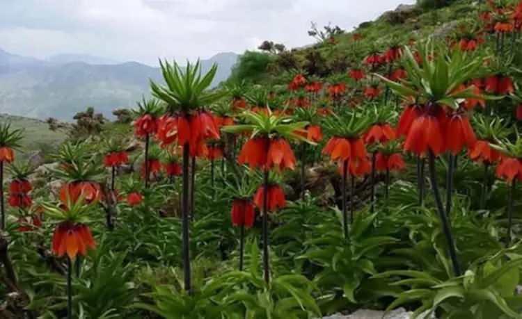 <p>36. HAKKARİ - Ters Lale (Ağlayan Lale)</p>
<p> </p>