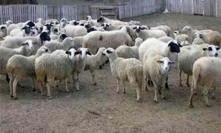 <p>44. KARAMAN - Karaman Koyunu</p>

<p>&nbsp;</p>
