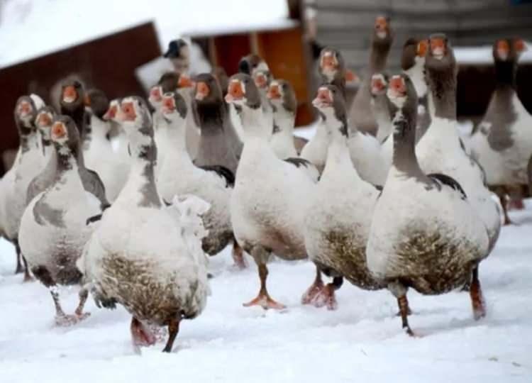 <p>45. KARS - Kars Kazı</p>

<p>&nbsp;</p>
