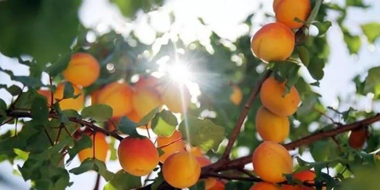 <p>55. MALATYA - Malatya Kayısısı</p>

<p>&nbsp;</p>
