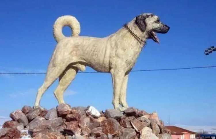 <p>70. SİVAS - Kangal K&ouml;peği</p>

<p>&nbsp;</p>
