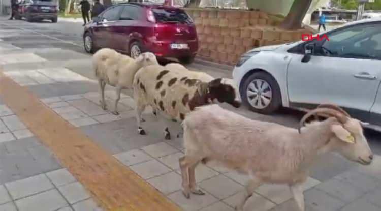 <p>Yürüyüp giden koyunlar bir süre sonra gözden kayboldu.</p>