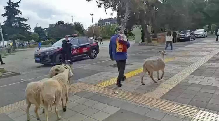 <p>Çevredeki insanların şaşkın bakışları arasında yürüyen koyunlar, cep telefonu kamerasıyla kaydedildi.</p>

