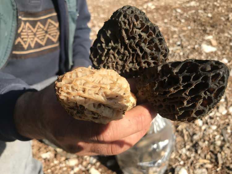 <p>Antalya'nın Akseki ilçesinde doğada kendiliğinden yetişen ve bölgede yaşayanların <strong>"göbek" </strong>adını verdiği <strong>"kuzugöbeği mantarı"</strong> sezonu başladı. </p>