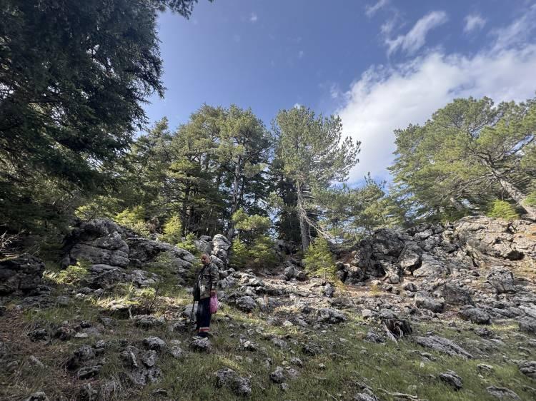 <p>İlçede ormanlık alanlarda yüksek kesimlerde doğal olarak yetişen mantar çeşitleri bulunurken, kuzugöbeği mantarı yörede yetişen en kıymetli mantar türü olarak öne çıkıyor. </p>