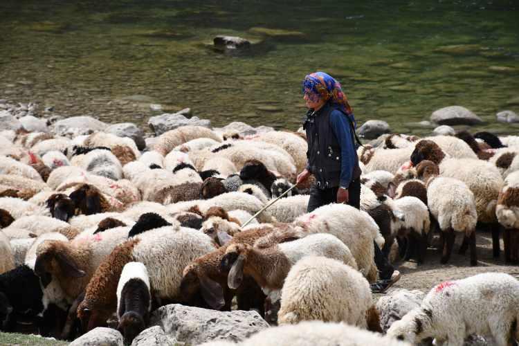 <p>Göç mevsiminin gelmesinin ardından Şırnak'ın Güçlükonak ilçesindeki Cehennem Deresi'ni kışlak olarak kullanan göçerlerin 30 günlük Hakkari yolculuğu başladı.</p>
<p> </p>