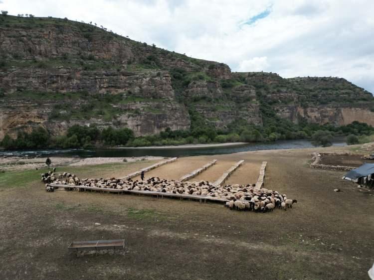 <p>Şırnak'ın sarp dağlarında, kışlaklarından mevsim değişimi ile birlikte göç eden göçerlerin içinde bulunan 16 yaşındaki Rozerin Yıldız'ın çığlığı yürekleri dağladı. </p>
