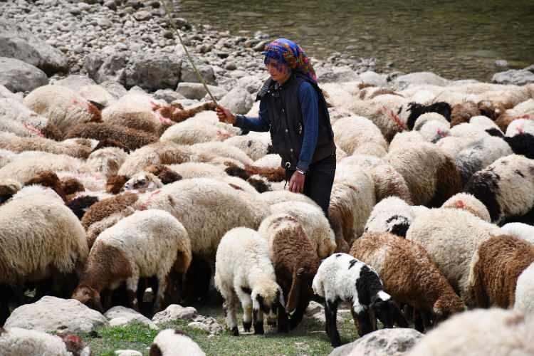 <p><strong>Hakkari'ye varana kadar durmuyoruz. Göç vakti geldiğinde tekrar buraya geleceğiz. Hayatımız böyle devam ediyor. </strong></p>
