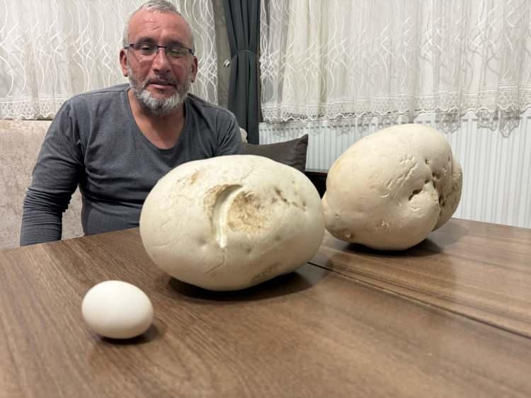 <p>Isparta'da doğa gezisine çıktığında ağırlığı 2,5 kilogram ve 1,5 kilogramlık iki "dev mantar" bulan Yusuf Yalçın, “Komşularıma da gösterdim, onlar da oldukça şaşırdı." dedi.</p>
<p> </p>