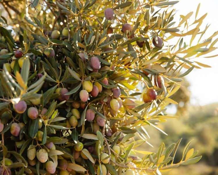 <p>Ürünler:</p>

<p> </p>

<p>Ayvalık Gömeç Naturel Sızma Zeytinyağı – 5 L</p>

<p> </p>

<p>Efes Şirince Soğuk Sıkım Naturel Sızma Zeytinyağı – 5 L</p>

<p> </p>

<p>Gerçek Gemlik Zeytinyağı Soğuk Sıkım – 5 L</p>

<p> </p>

<p>Tespit: Tohum yağları karıştırıldığı belirlenmiştir.</p>

<p> </p>

<p>Firma: SSC Grup Tarım Gıda Zeytinyağı Tic. Ltd. Şti.</p>

<p> </p>

<p>Yer: Selçuk, İzmir</p>

<p> </p>

<p>Ürün: Egelim Sızma Zeytinyağı – 5 L</p>

<p> </p>

<p>Tespit: Tohum yağı karıştırıldığı tespit edilmiştir.</p>

<p> </p>

<p>Firma: Özdeğirmenciler Gıda Tarım Sanayi ve Tic. Ltd. Şti.</p>

<p> </p>

<p>Yer: Gaziemir, İzmir</p>
