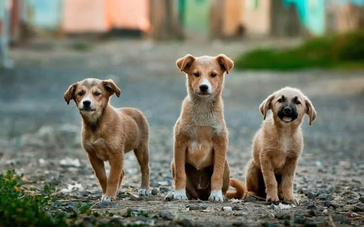 <p>Testler, daha önce Labrador ve Sibirya kurdu melezi olduğu sanılan Rayko’nun aslında Alman Kurdu, Labrador Retriever ve birkaç farklı ırktan izler taşıdığını gösterdi. Sonuçların %99,9 doğruluk payına sahip olduğu belirtilse de Sandra, ilk etapta bir hata yapıldığını düşündü. Uzmanlar ise koruma altındaki köpeklerde birden fazla belgelendirilmemiş melezlemenin bu tür sürprizlere yol açabileceğini vurguluyor.</p>
