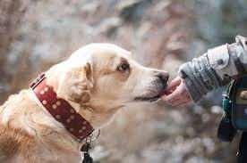 <p>Sandra, köpeğinin genetik karışımını ekrandan görmek istese de, klasik bir Google Görseller araştırmasıyla Rayko’nun özgün bileşimini temsil eden bir fotoğraf bulamadı.</p>