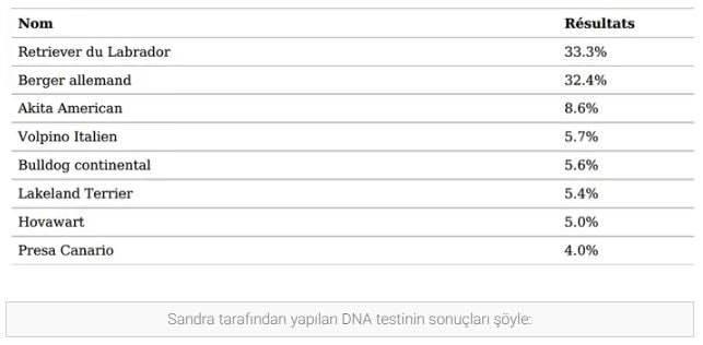 <p><strong>KÖPEĞİNİN DNA'SINI CHATGPT'YE YOLLADI</strong></p>
<p>Bunun üzerine ChatGPT’ye şu basit soruyu yöneltti: “Eğer sana birkaç köpek ırkı söylersem, benim için gerçekçi bir köpek resmi oluşturabilir misin?” </p>
<p>DNA testinin detaylı ırk listesini yapıştırdı ve köpeğin dört yaşında görünmesini istediğini ifade etti.</p>
