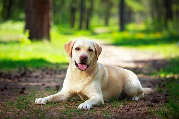 <p>Ortaya çıkan sonuç, bilimsel kesinlik iddiası taşımayan eğlence amaçlı bir uygulama olsa da; barınaklar, yetiştiriciler ve köpek eğitmenleri için genetik profillerin somut bir görsele dönüştürülmesinde yeni fırsatlar sunuyor.</p>
<p> </p>