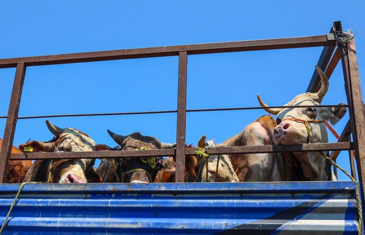 <p>Kurban Bayramı bu yıl 5 Haziran Perşembe gününe denk gelen arife gününün ardından 6 Haziran Cuma günü başlıyor. Dört gün sürecek olan bayramın son günü ise 9 Haziran Pazartesi gününe denk geliyor.</p>
<p> </p>