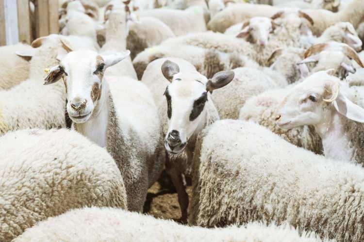<p>Ziraat Odaları Birliği tarafından yapılan açıklamaya göre il il kurbanlık fiyatlarına ilişkin tahminler ise şu şekilde;</p>
<p> </p>
<p><span style="color:#B22222"><strong>Adana Kurbanlık Fiyatları: </strong></span></p>
<p> </p>
<p>Büyükbaş: 80.000-150.000 TL</p>
<p> </p>
<p>Küçükbaş: 9.000-18.000 TL</p>