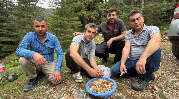 <p>Kuzugöbeği mantarı sezonunda sona doğru yaklaşılırken, vatandaşlar mantarın toplanabileceği muhtemel alanlara akın ediyor. Yöre halkı için yüksek getirisine rağmen gelir kaynağından ziyade bir tutkuya dönüşen kuzugöbeği mantar toplayıcılığı, genellikle belirli arkadaş grupları tarafından yapılıyor.</p>
