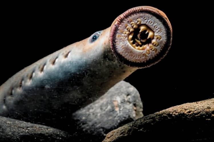 <p><span style="color:#B22222"><strong>4- Lamprey Balıkları (360 milyon+ yıl):</strong></span></p>
<p><strong>Çenesiz</strong> ancak <strong>ölümcül birer avcı</strong> olan lampreyler, <strong>360 milyon yıldan uzun süredir</strong> nehirlerde ve göllerde yaşamaktadır. <strong>Vantuz balığı benzeri ağız</strong> ve <strong>keskin dişleri</strong> ile diğer balıklara tutunurlar. <strong>Zorlu koşullara karşı hayatta kalma yetenekleri</strong> sayesinde birçok canlı türü yok olurken hâlâ hayatta kalmayı başarmışlardır.</p>