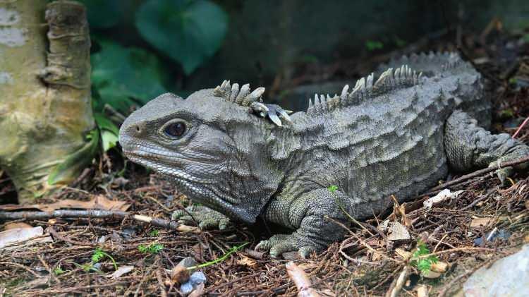 <p><span style="color:#B22222"><strong>5- Tuatara (200 milyon+ yıl):</strong></span></p>

<p>Dünya üzerinde sadece <strong>Yeni Zelanda’da</strong> bulunan bu nadir sürüngen, <strong>dinozorların zamanından kalma</strong> kadim bir gruba aittir. Başının üzerindeki <strong>üçüncü gözü</strong> olması gibi <strong>sıra dışı özellikleri</strong> vardır. Yeni Zelanda’da çok az yırtıcı hayvanın bir arada tutulduğu <strong>izole bir ortamda</strong>, iç değişmeden günümüze kadar gelmiştir.</p>
