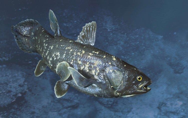 <p><span style="color:#B22222"><strong>6- Coelacanth (400 milyon+ yıl):</strong></span></p>

<p><strong>Nesli tükendiği sanılan</strong> ancak <strong>1938 yılında yeniden keşfedilen</strong> Coelacanth, bir <strong>derin okyanus balığıdır</strong>. <strong>Benzersiz loplu yüzgeçler</strong>, <strong>erken kara hayvanları ile olan yakın bağları</strong>, onu evrimsel açıdan önemli bir tür olarak tanımlar. <strong>Yavaş işleyen metabolizması</strong> ile Coelacanth balığı, dünyanın en uzun ömürlü 10 hayvanından bir tanesidir.</p>
