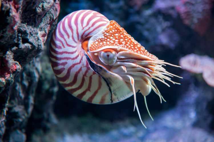 <p><span style="color:#B22222"><strong>7- Nautilus (500 milyon+ yıl):</strong></span></p>
<p><strong>Dikkat çekici spiral kabuğuyla</strong> bilinen nautilus, <strong>500 milyon yılı aşkın süredir</strong> okyanuslarda yaşamına devam etmektedir. <strong>Derin sularda yaşama yetenekleri</strong> ve <strong>tarih öncesi zamanlardan bu yana çok az değişmeleri</strong> ile bilinen bu tür, “<strong>yaşayan fosiller</strong>” olarak adlandırılan antik deniz canlılarından bir tanesidir.</p>