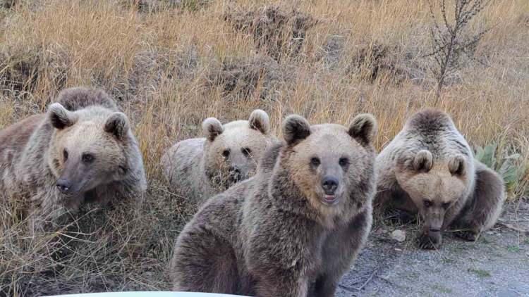 <p>Kentteki arıcılar, arı kovanlarına dadanan ayıları kovanlardan uzak tutmak için farklı çözümler deniyorlar. </p>