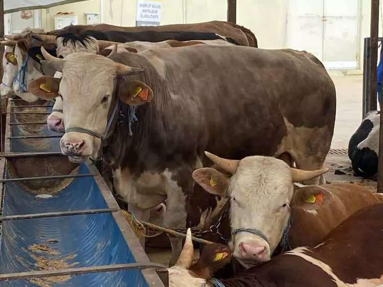 <p>Kurban Bayramı için geri sayım başladı. Bayrama iki hafta kala pazara ve kesim yerlerine gelmeye başlayan kurbanlıklar yavaş yavaş alıcılarıyla buluşuyor.</p>
<p> </p>