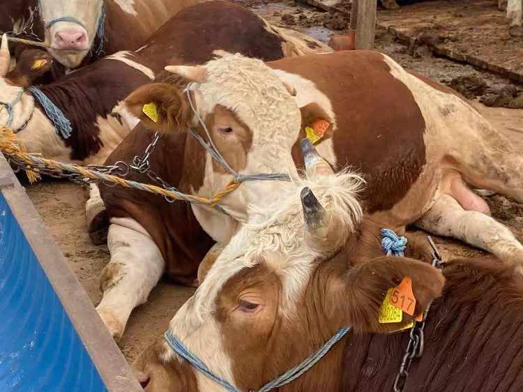 <p>Hem besici hem de kasapların yoğun mesai içine gireceği bu dönemde 2.5 milyon küçükbaş, 800-850 bin de büyükbaş olmak üzere toplam 3.3 milyon kurbanlık satışa çıkacak.</p>
<p> </p>