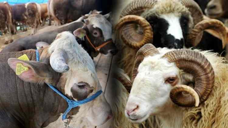 <p>Pazarlarda boy göstermeye başlayan kurbanlıkların satışı hızlandı. Küçükbaş 12 bin TL’den, büyükbaş hisse ise 25 bin TL’den başlıyor. Toplam 3.3 milyon kurbanlık satışı bekleniyor.</p>
<p>İşte tüm detaylar....</p>