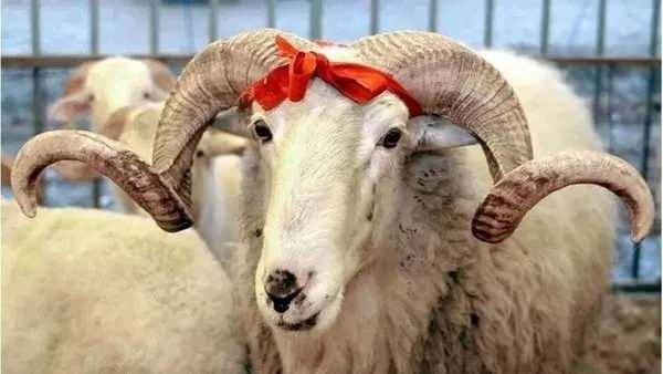 <p>Hayvan pazarlarında kurbanlık seçilirlen dikkat edilmesi gereken kurallara özen gösteriliyor. </p>
<p> </p>
<p> </p>