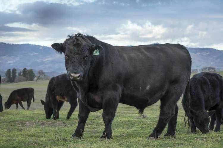 <p><span style="color:#B22222"><strong>Angus (Aberdeen Angus)</strong></span></p>
<p> </p>
<p> </p>
<p>Karkas randımanı: %60-65</p>
<p>Yağ mermerleşmesi yüksek, et lezzeti dünya çapında çok değerlidir.</p>
<p>Genellikle doğal besi sisteminde tercih edilir.</p>