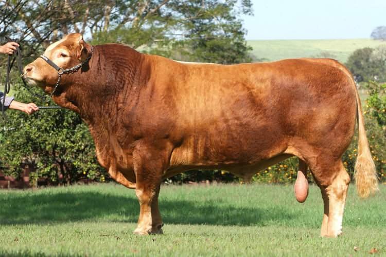 <p><span style="color:#B22222"><strong>Limousin</strong></span></p>

<p> </p>

<p> </p>

<p>Karkas randımanı: %63-68</p>

<p>Sıkı dokulu, az yağlı ve kaliteli et üretimi ile tanınır.</p>

<p>Az yemle yüksek verim verir.</p>
