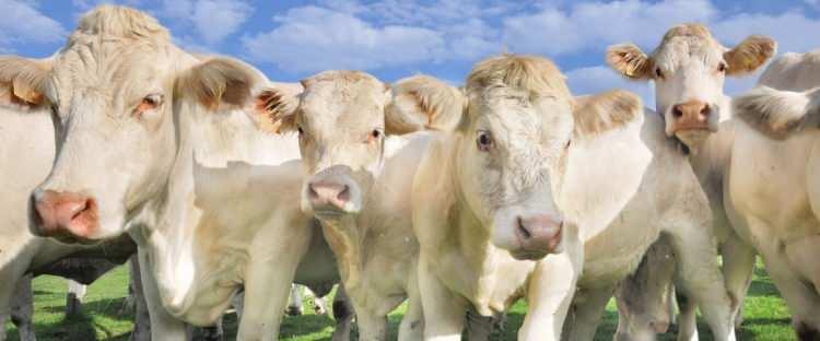 <p><span style="color:#B22222"><strong>Charolais (Şarole)</strong></span></p>

<p> </p>

<p> </p>

<p>Karkas randımanı: %65-70</p>

<p>Fransız menşeli, iri yapılı, hızlı büyür ve yüksek et verimine sahiptir.</p>

