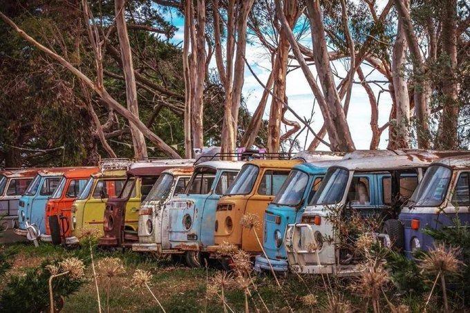 <p>Victoria, Avustralya'daki VW Kombi Van mezarlığı.</p>
