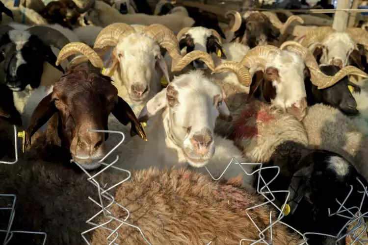 <p>Geçen yıla göre pazara inen kurbanlıkların yüzde 20 düştüğünü anlatan Yücesan, <strong>"Besici taşıyıp satamadığı hayvanda zarar ediyor. </strong><strong>O nedenle bu yıl önceki yıllara göre daha az hayvan pazara arz edildi. Ancak satışlar iyi gidiyor. Büyük bir oranda satılacağını öngörüyoruz"</strong> ifadelerini kullandı.</p>