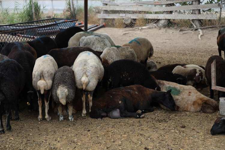 <p>Olay, Karataş ilçesine bağlı Yenimurat Mahallesi'ndeki mera alanında meydanına geldi. </p>