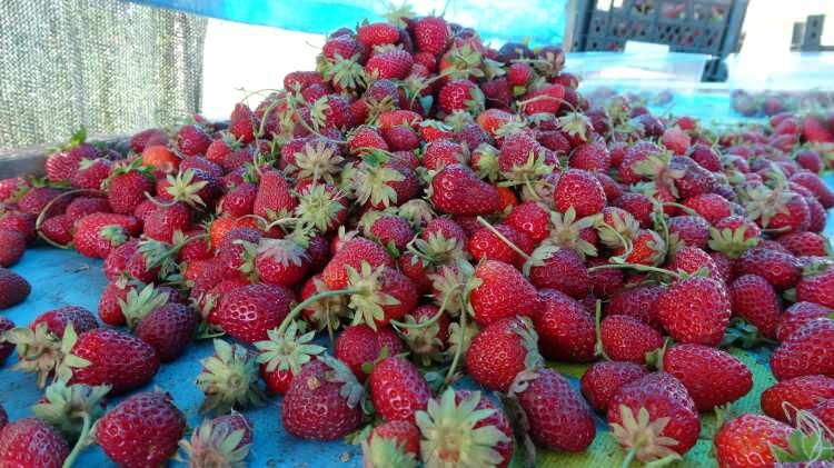 <p>Kale ilçesinde, 7 girişimci kadının kurduğu 3K Kale Kadın Girişimi Üretim ve İşletme Kooperatifi’ne ait 30 dönümlük tarlada çilek hasadı başladı.</p>
